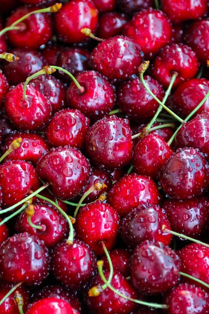 Kersen plukken in de tuin De dozen zijn vers geplukte rode kersen