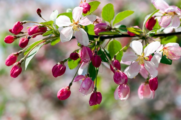 Kersenbloei met roze bloemen in de lente