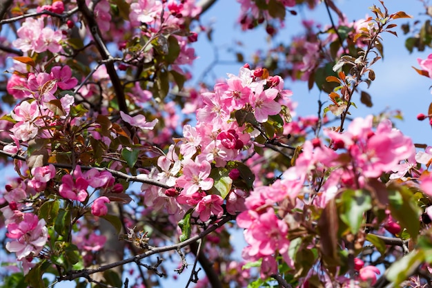 Kersenbloei met roze bloemen in het voorjaar, een groot aantal roze bloemen aan de boom in het voorjaar