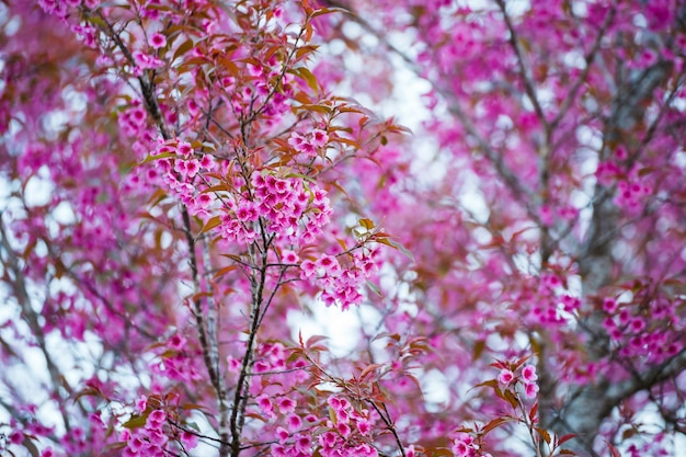 Kersenbloem Prunus cerasoides, reuzen tijgerbloem. Heldere roze bloemen van Sakura