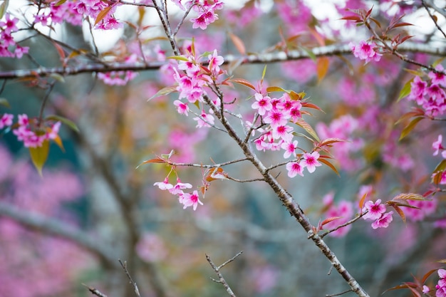 Kersenbloem Prunus cerasoides, reuzen tijgerbloem. Heldere roze bloemen van Sakura