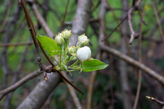 Kersenbloemen achtergrond witte kleine bloemen op een tak