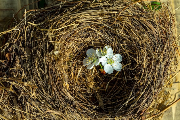 Kersenbloemen in nest