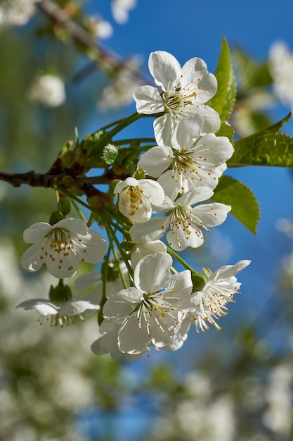 Kersenbloemen op een blauwe hemelachtergrond