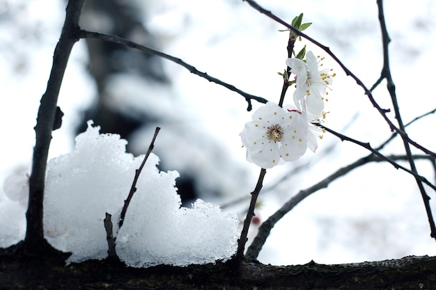 Kersenbloemen op een tak met sneeuw viel