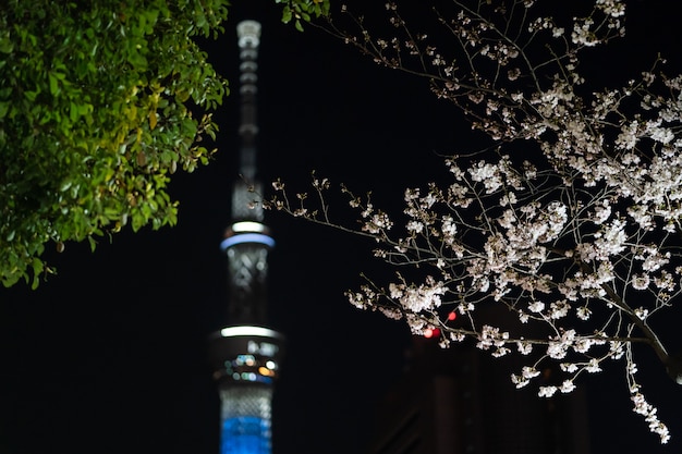 Kersenbloesem bij nacht in Tokyo, Japan