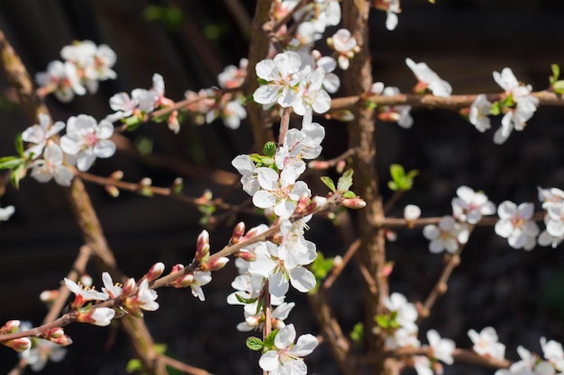 Kersenbloesem bloem in bloei met tak lente seizoen