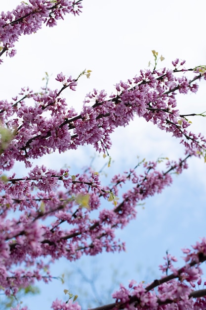 Foto kersenbloesem bloem in de lucht