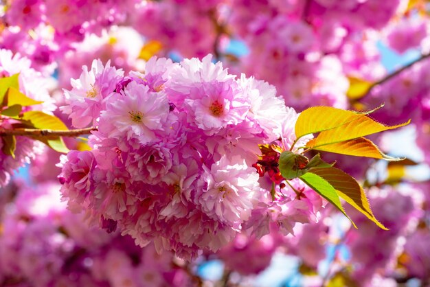 Kersenbloesem bomen sakura lente bloemen patroon