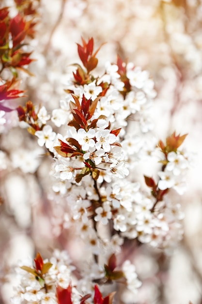 Kersenbloesem boom in het voorjaar met prachtige bloemen. Tuinieren. Selectieve aandacht.