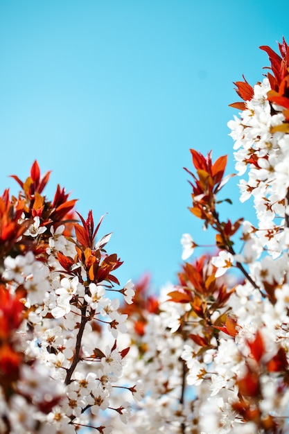 Kersenbloesem boom in het voorjaar met prachtige bloemen. Tuinieren. Selectieve aandacht.