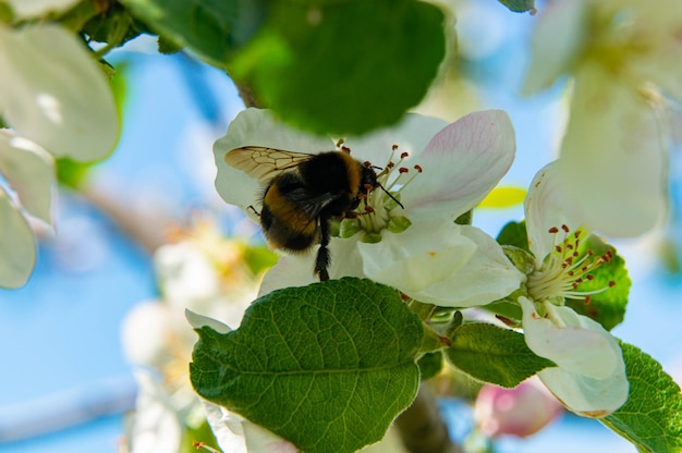 Kersenbloesem close-up Witte bloemblaadjes meeldraden bladeren op een tak Een mooie hommel op een bloem