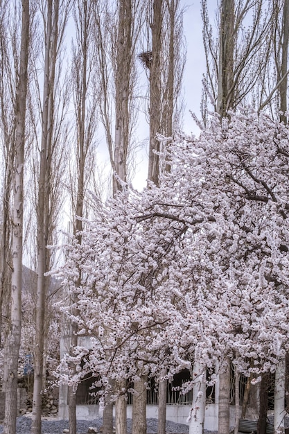 Kersenbloesem en abrikozenbloesem landschapsfotografie van het lenteseizoen is de noordelijke gebieden van Gilgit Baltistan, ook wel bekend als de lente