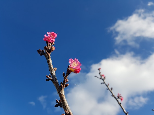 Foto kersenbloesem en peulen