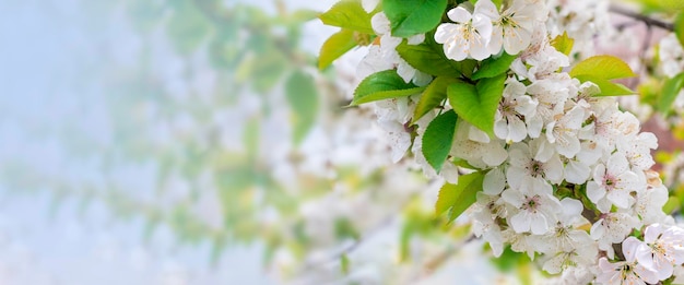 Kersenbloesem frame Lente seizoen Natuurlijke achtergrond Ruimte voor tekst Banner