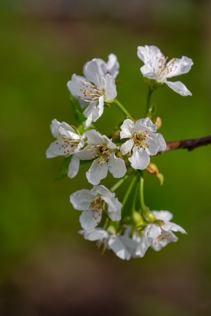 Kersenbloesem in de lente met regendruppels om witte bloemblaadjes close-up fotografie Lentebloesems
