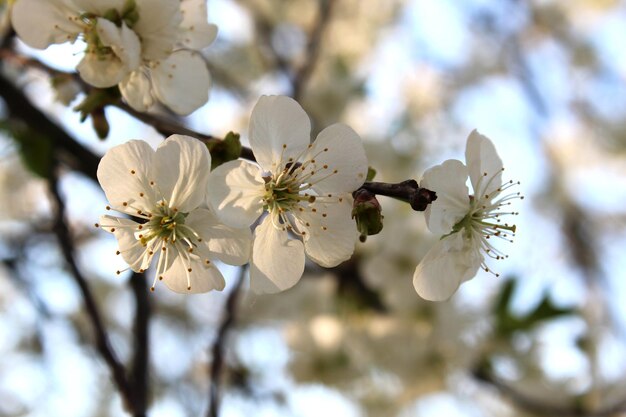 Kersenbloesem in de lente zonnige tuin op een onscherpe achtergrond