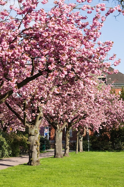 Kersenbloesem in een lentepark