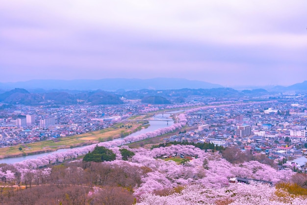 Kersenbloesem in Funaoka Castle Ruin Park Miyagi prefectuur Japan