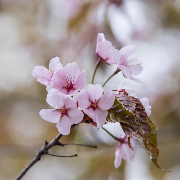 Foto kersenbloesem japanse bloeiende kersen sakura