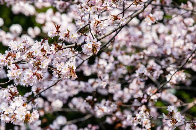 Kersenbloesem, lente van Sakura-bloem seizoensgebonden in Hokkaido, Japan