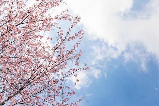 kersenbloesem met lucht