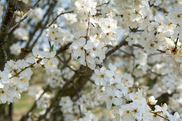 Kersenbloesem met Soft focus en kleurfilter Sakura seizoen Achtergrond