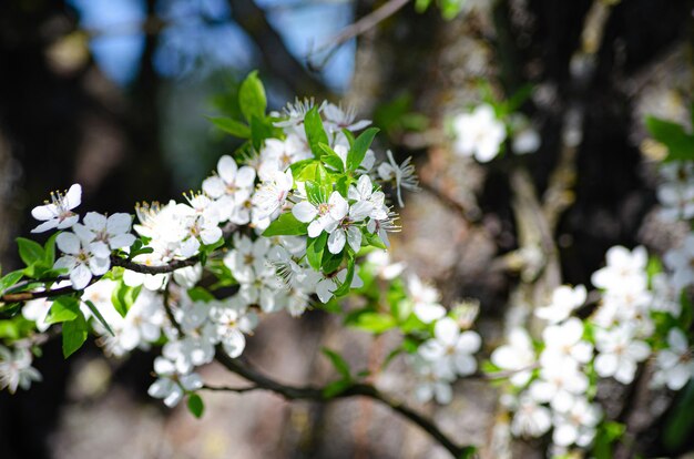 kersenbloesem met witte bloemen