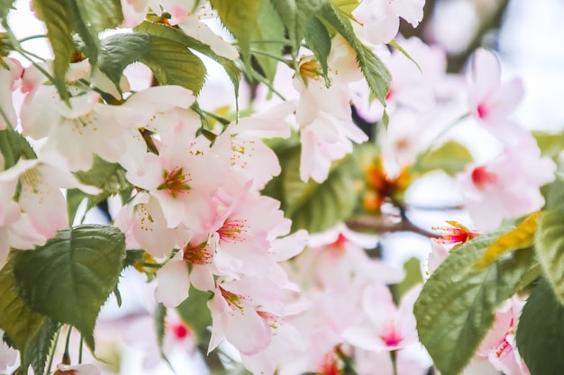 Kersenbloesem of Sakura-bloem op aardachtergrond