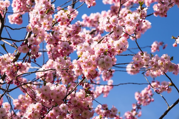 Kersenbloesem of sakura over blauwe lucht