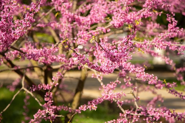 Kersenbloesem roze sakura bloemen bloeien op de achtergrond van het park voor tekst