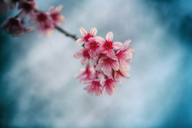 Kersenbloesem, roze sakurabloem