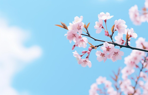 kersenbloesem sakura bloem op blauwe lucht achtergrond natuur achtergrond