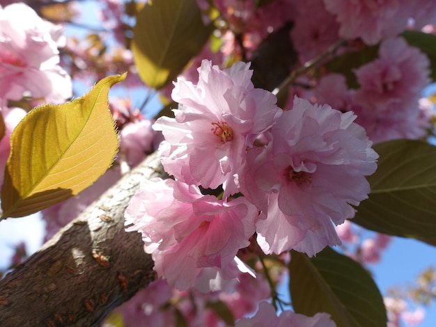 Kersenbloesem sakura bloemen bloeiende boom roze delicate bloemblaadjes