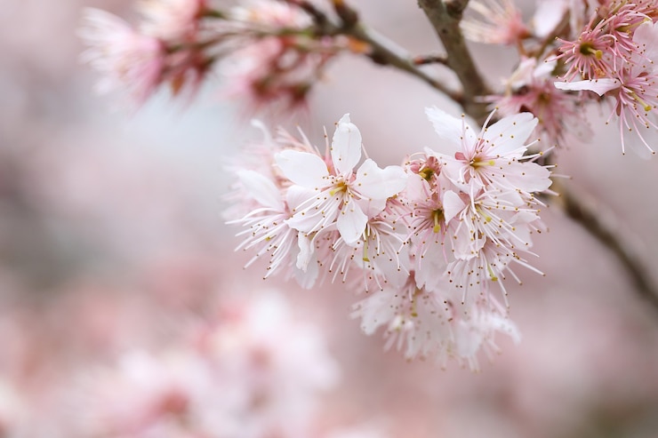 Foto kersenbloesem, sakura bloemen in de natuur