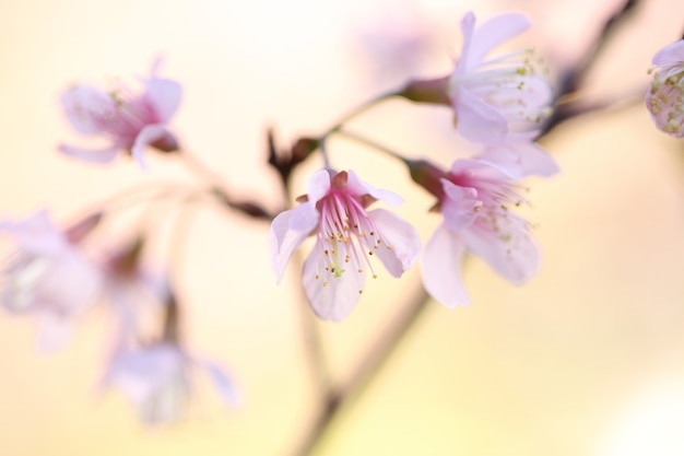 Kersenbloesem, sakura bloemen