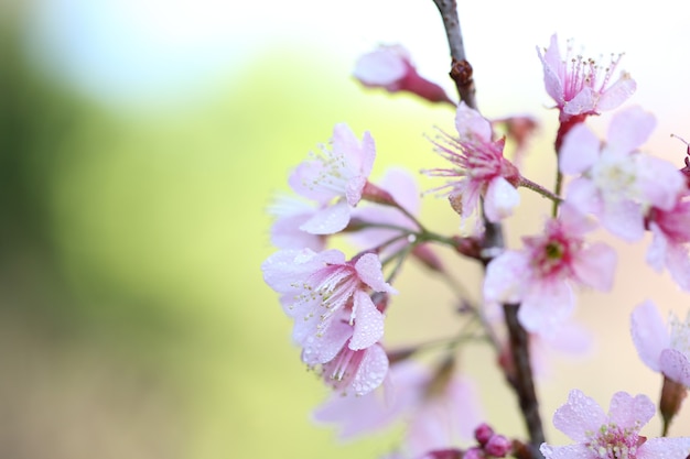 Kersenbloesem, sakura bloemen