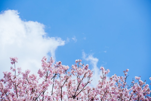 Kersenbloesem (sakura) met vogels onder de blauwe lucht in het Shinjuku Gyo-en Park in Tokio, Japan. Een goede plek voor roeping in het voorjaar.