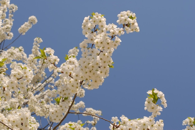 kersenbloesem witte bloemen lente