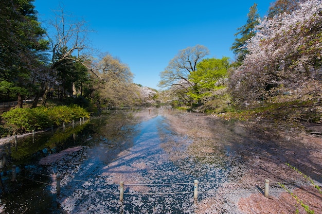 Kersenbloesembomen weerspiegeld op het meer in Inokashira Park Het is een beroemde bezichtiging van kersenbloesem ...