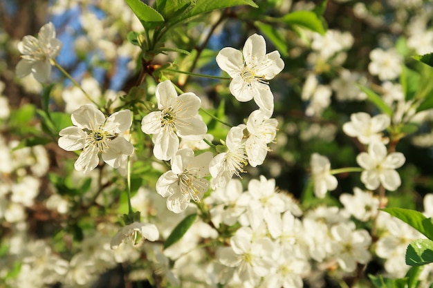 Kersenbloesemboom in de hemel