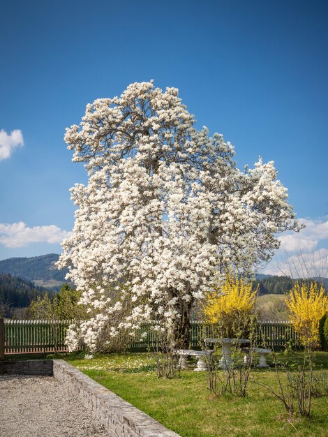 Foto kersenbloesemboom op het veld tegen de lucht