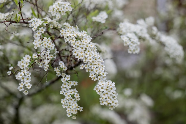 Foto kersenbloesemplant met gemeenschappelijke naam wilde kersen zoete kersen gean of vogel kersen en wetenschappelijke naam prunus aviumvogel kersenboom prunus padus bloeit op een warme lente avond