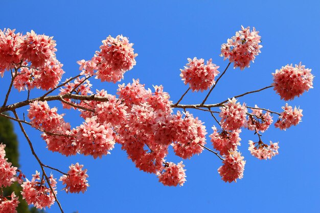 Foto kersenbloesems bloeien op de takken met een blauwe achtergrond.