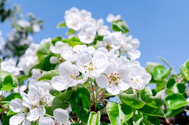 Kersenbloesems boom achtergrond