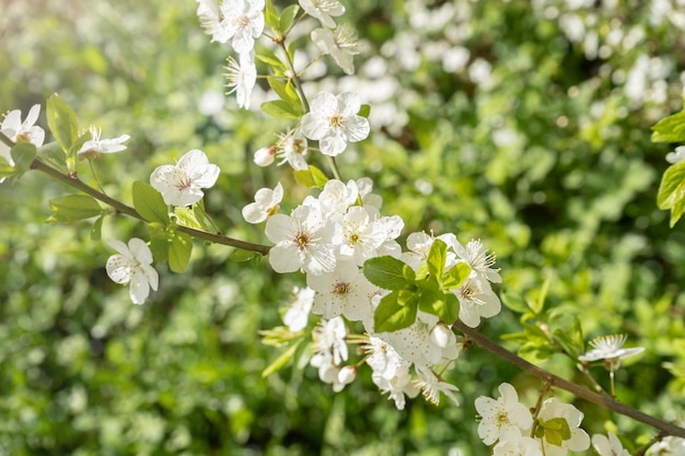 Kersenbloesems in de lente Lente