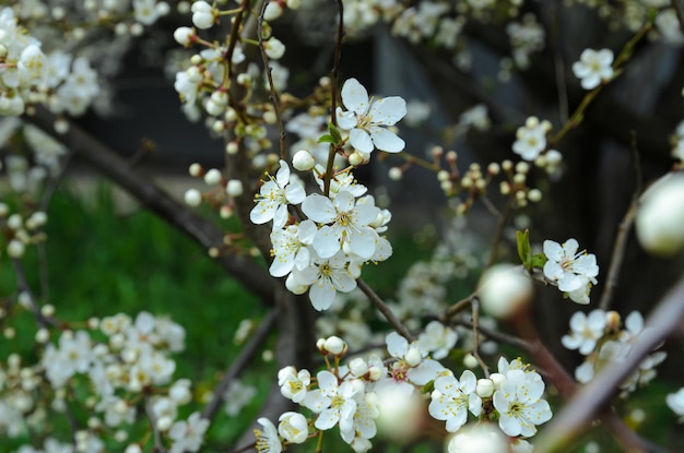 kersenbloesems in de lenteclose-up