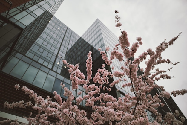 Kersenbloesems in het stedelijk gebied Zakencentrum van de stad in het voorjaar