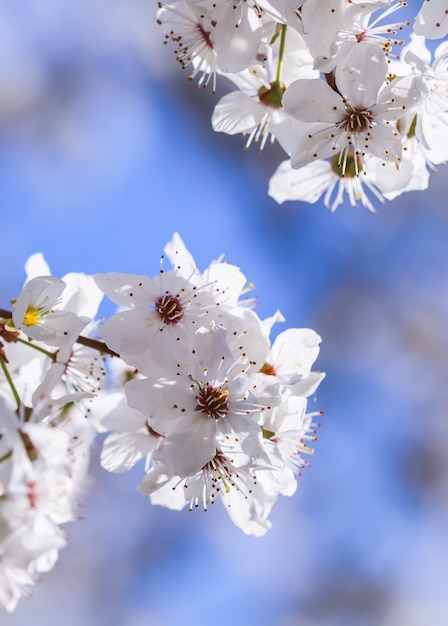 Kersenbloesems in het voorjaar mooie witte bloemen tegen blauwe lucht