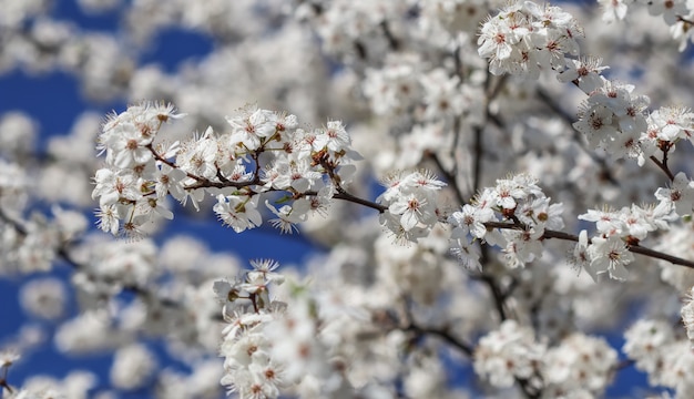 Kersenbloesems in het voorjaar mooie witte bloemen tegen blauwe lucht